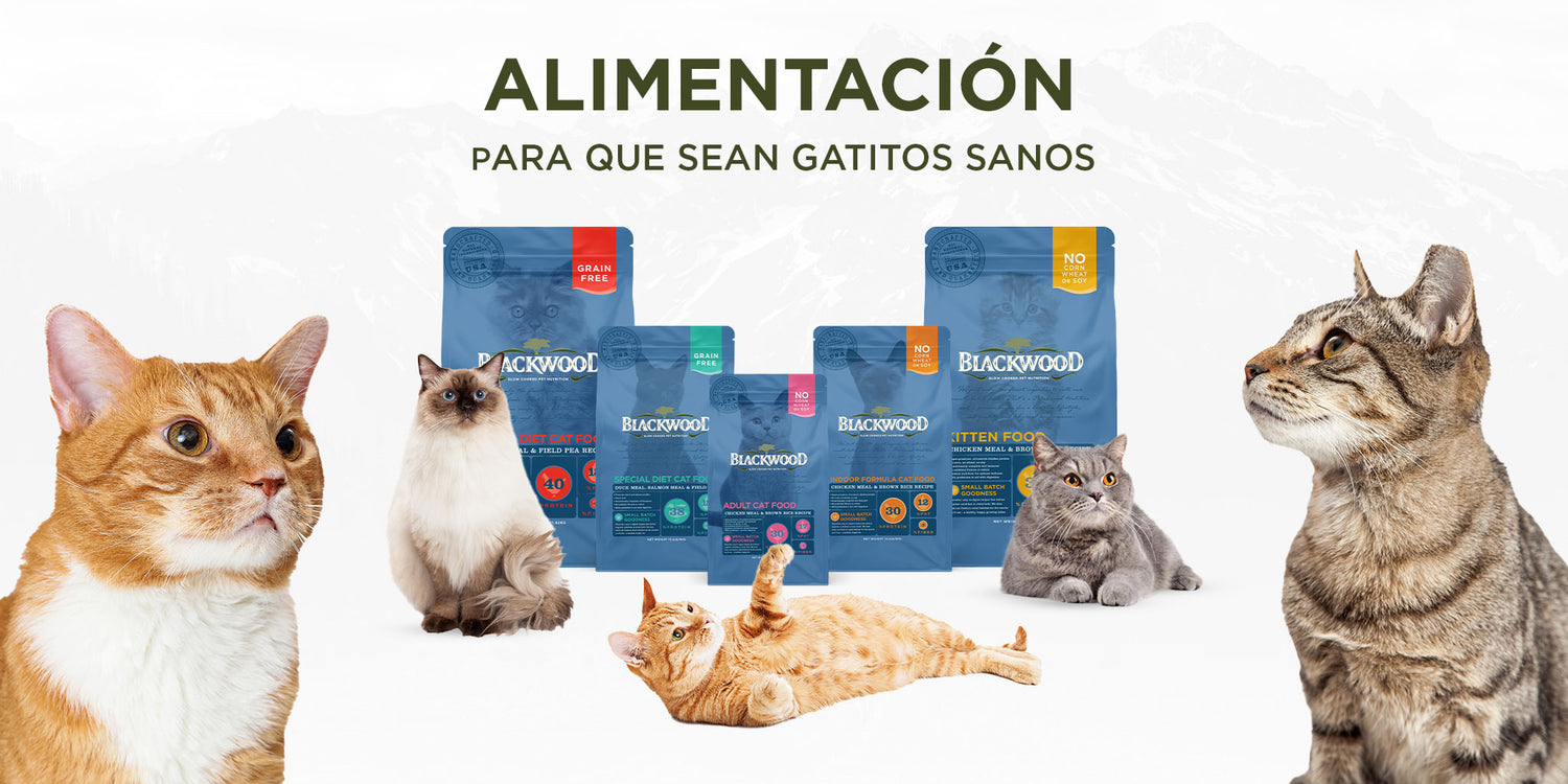 blackwood-alimento-para-gatos-ultra-premium