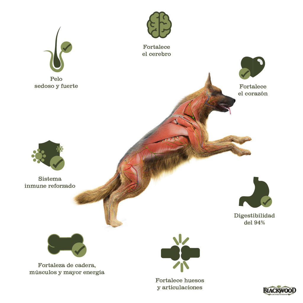 Infografía de los beneficios del alimento blackwood en tu perro que fortalece cerebro, corzón, articulaciones, etc.
