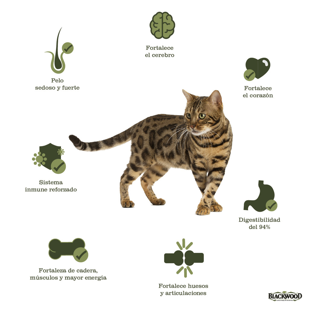 beneficios que le da a tu gato el alimento libre de granos blackwood